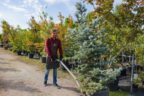 Best Dead Tree Removal  in Albuquerque, NM